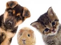 Zbiórka karmy dla Schroniska „Funny Pets” w Czartkach – pomóżmy czworonogom przetrwać zimę.